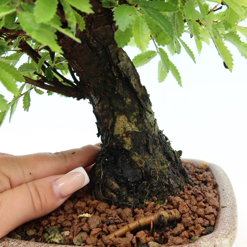Bonsai da esterno - Zelkova - Zelkova NIRE