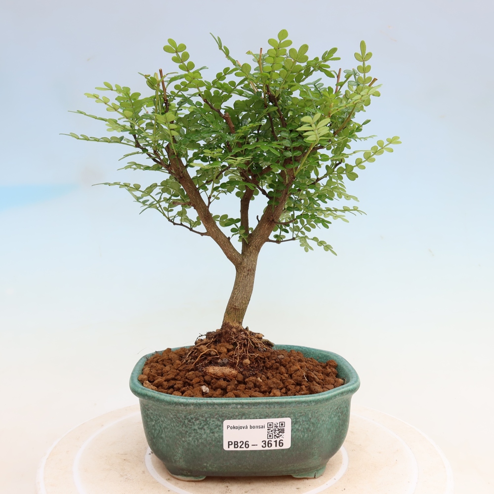 Camera bonsai - Zantoxylum piperitum - albero del pepe
