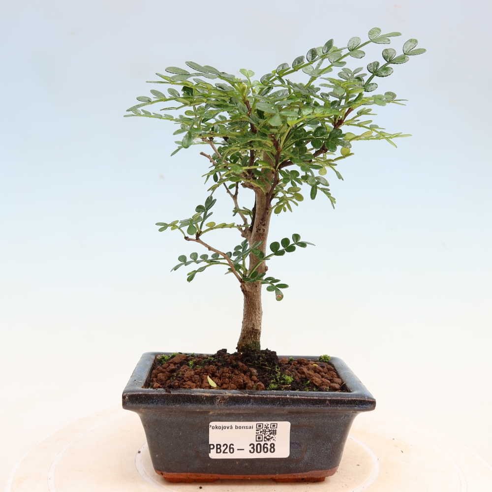 Camera bonsai - Zantoxylum piperitum - albero del pepe