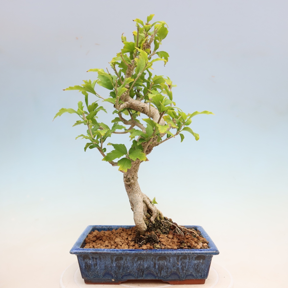Bonsai da esterno - Hibiscus syriacus - Ibisco siriano