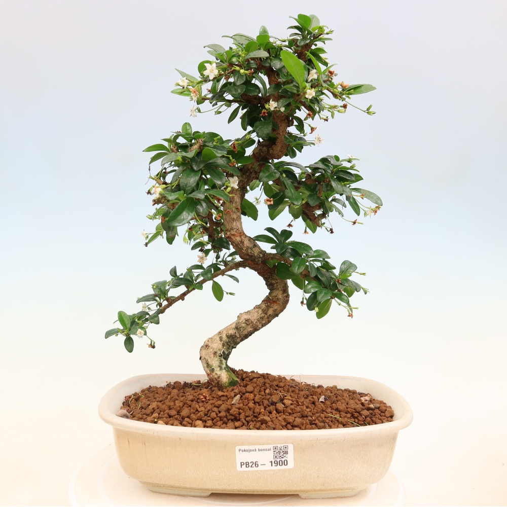 Camera bonsai - Carmona macrophylla - Tea fuki