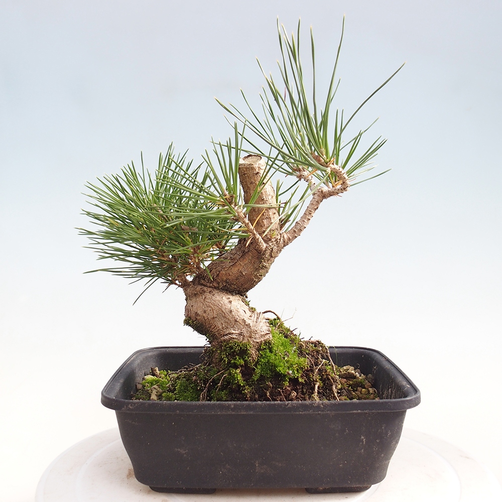 Bonsai da esterno - Pinus thunbergii - Pino di Thunberg