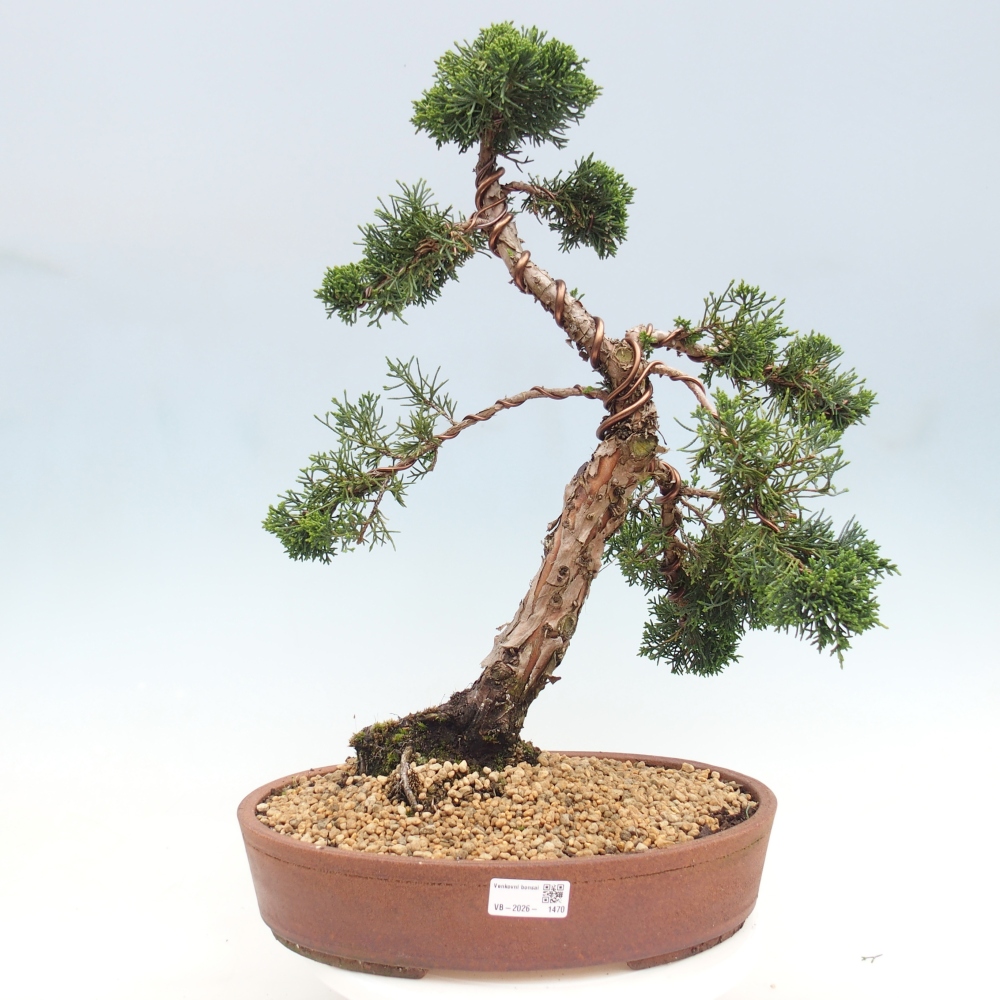 Bonsai da esterno - Juniperus chinensis Kishu
