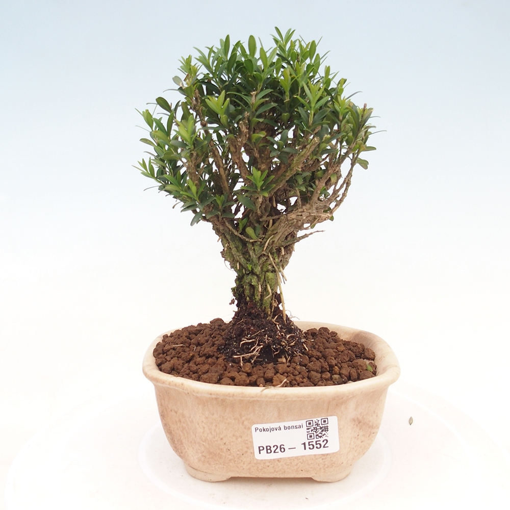 Camera bonsai - Buxus harlandii - buxus da sughero