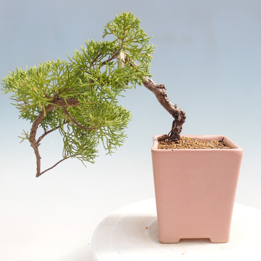 Bonsai da esterno - Juniperus chinensis Kishu