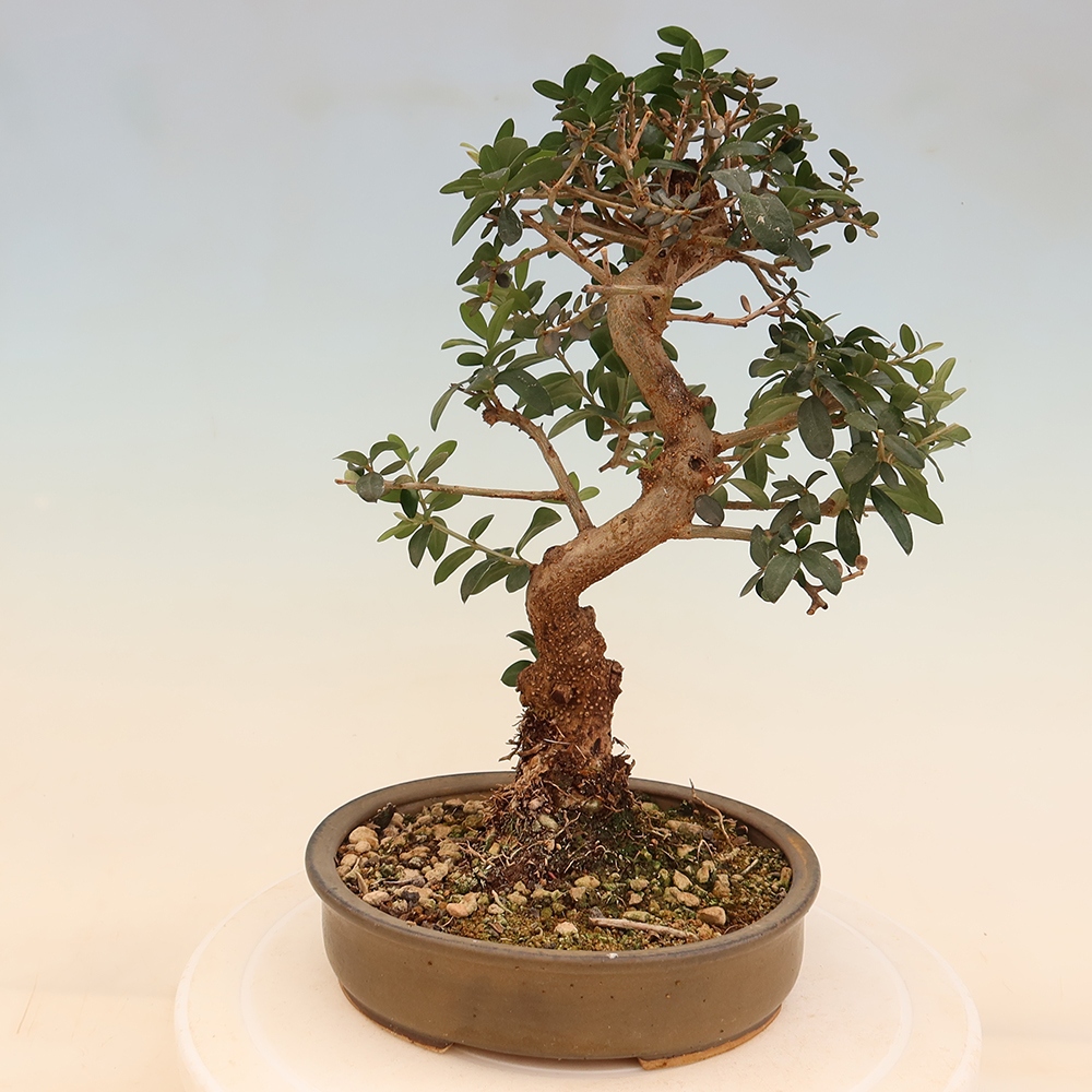 Bonsai da interno - Olea europaea sylvestris