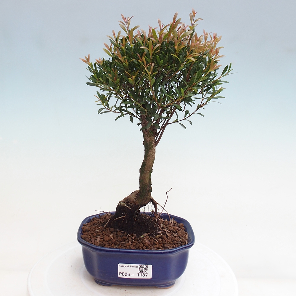 Camera bonsai - Syzygium - Pimento