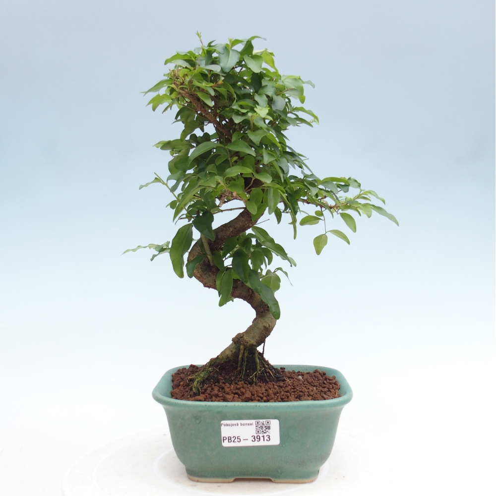 Camera bonsai -Ligustrum chinensis - Becco d'uccello
