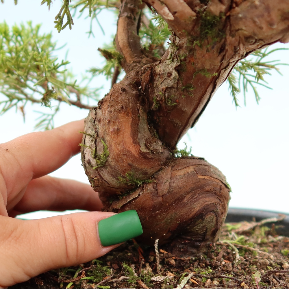 Bonsai da esterno - Juniperus chinensis Itoigawa-Juniperus chinensis