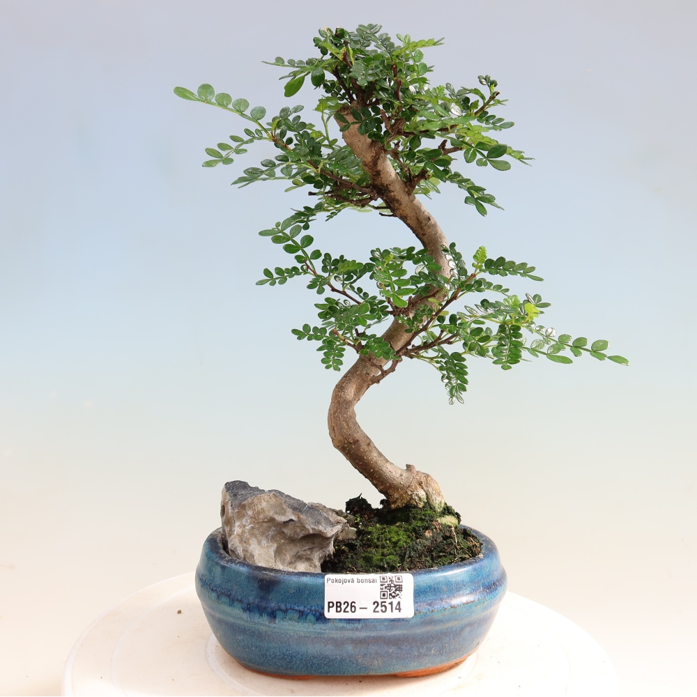 Camera bonsai - Zantoxylum piperitum - albero del pepe