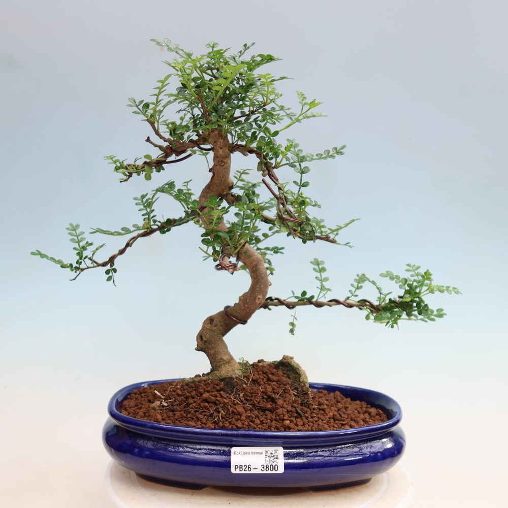 Camera bonsai - Zantoxylum piperitum - albero del pepe
