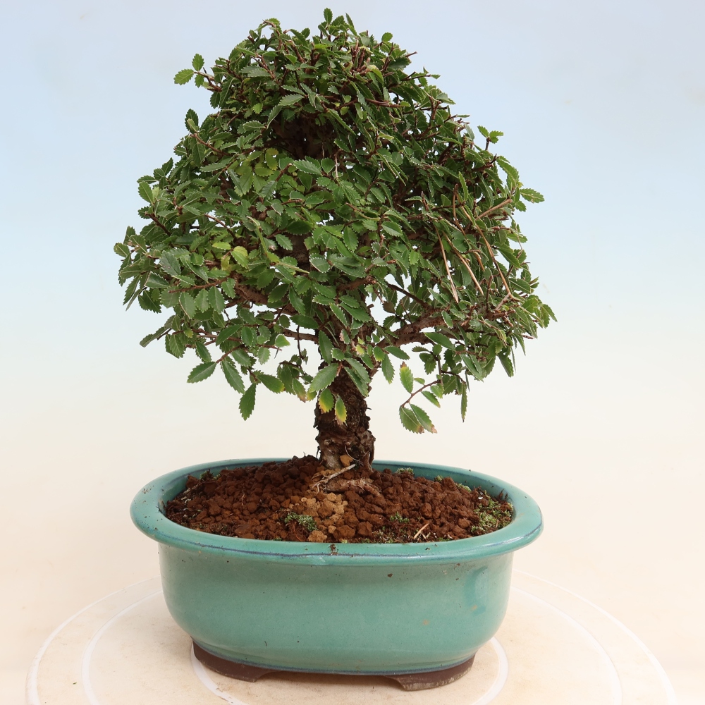 Bonsai da esterno - Zelkova - Zelkova NIRE