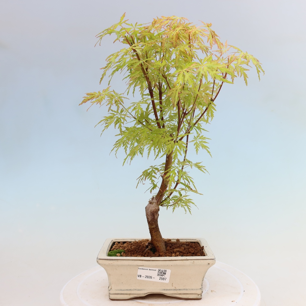 Bonsai da esterno - Acer palmatum Dissectum