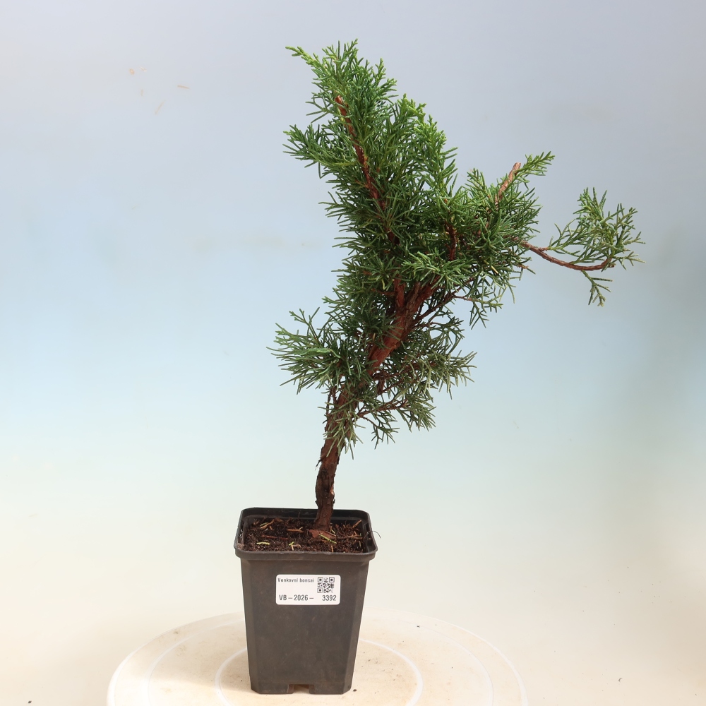Bonsai da esterno - Juniperus chinensis Kishu
