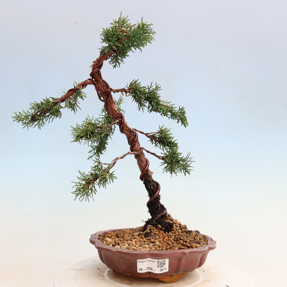 Bonsai da esterno - Juniperus chinensis Kishu