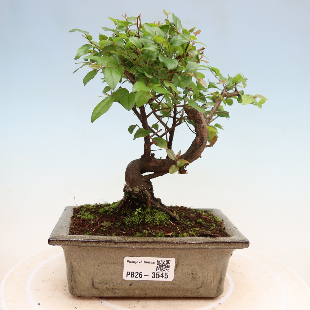 Camera bonsai - Sageretia thea - Sageretia thea