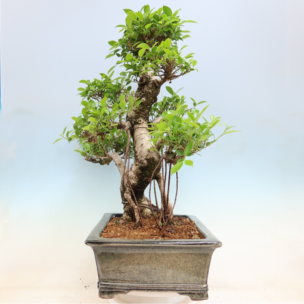Camera bonsai - Ficus kimmen - ficus a foglie piccole