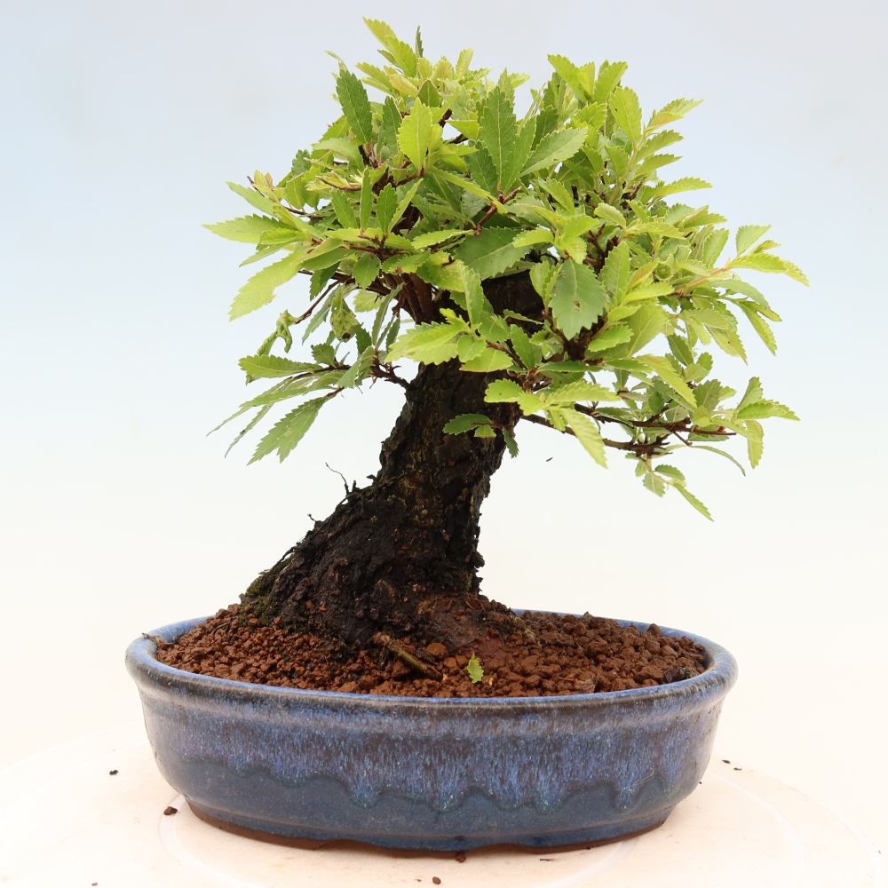 Bonsai da esterno - Zelkova - Zelkova NIRE