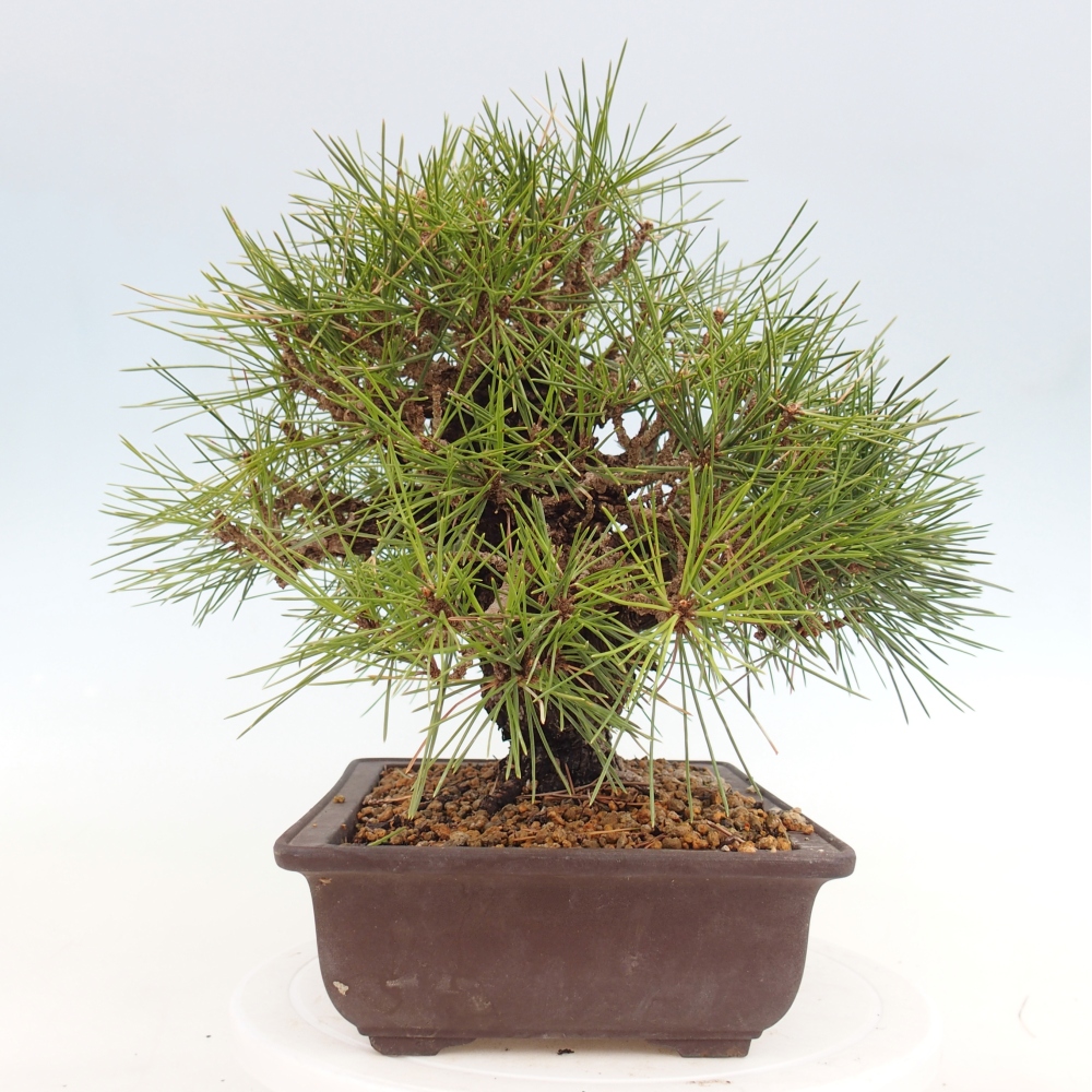 Bonsai da esterno - Pinus thunbergii - Pino di Thunberg