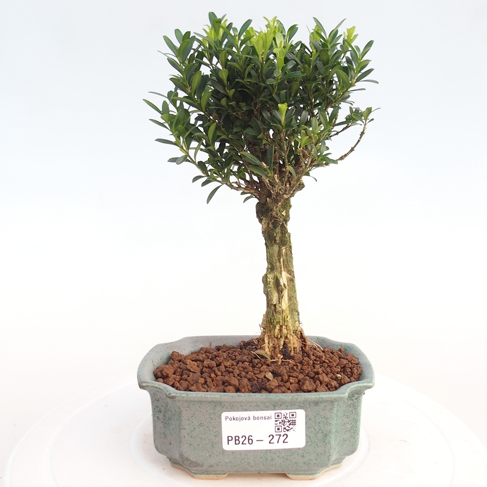 Camera bonsai - Buxus harlandii - buxus da sughero
