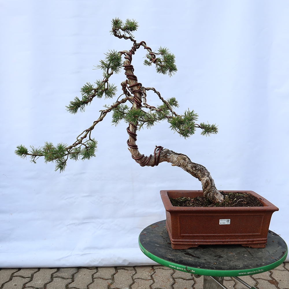 Pinus sylvestris Spagna - pino silvestre