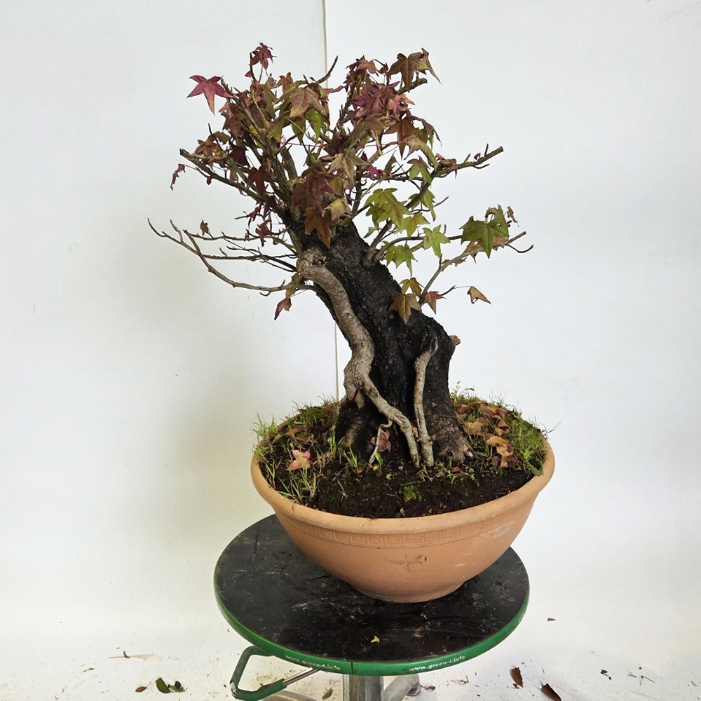 Bonsai da esterno - Ambrogio occidentale - Liquidambar styraciflua