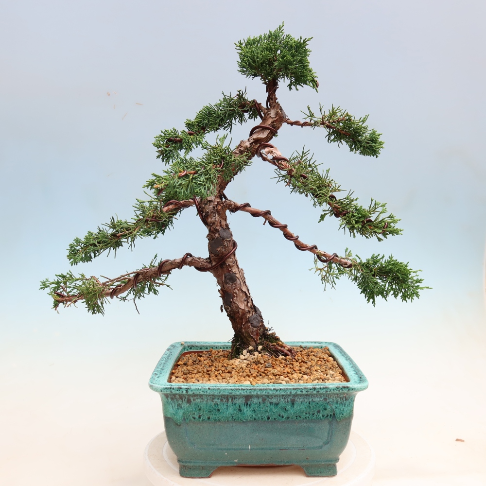 Bonsai da esterno - Juniperus chinensis Kishu