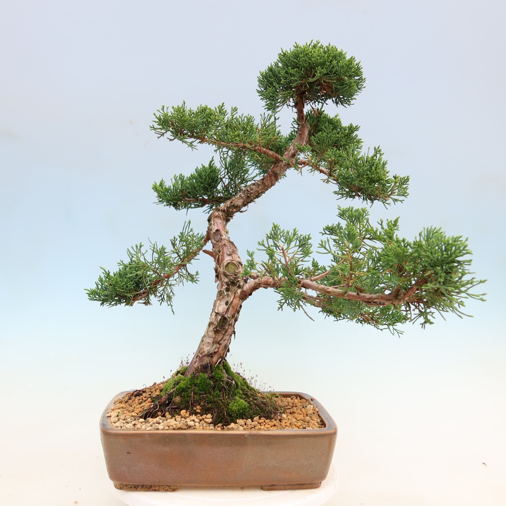 Bonsai da esterno - Juniperus chinensis Kishu