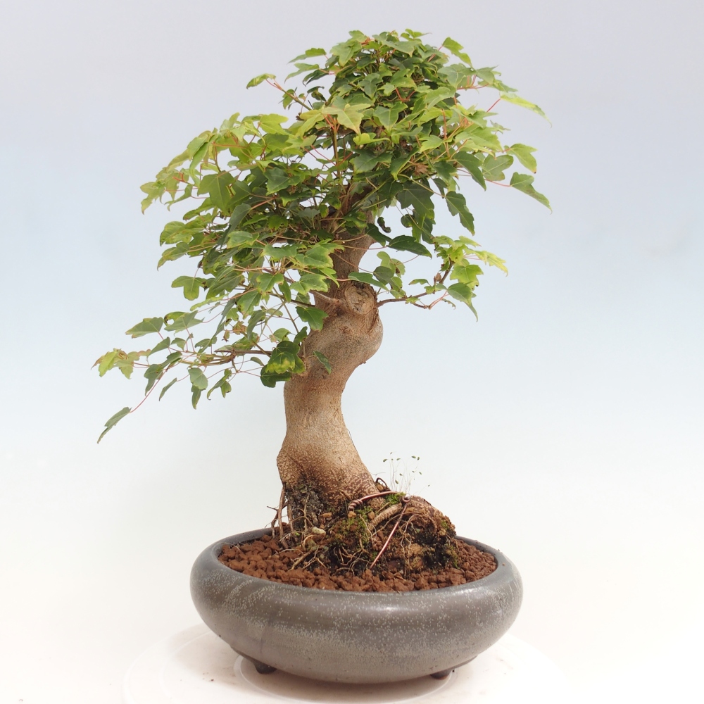 Bonsai da esterno - Acer Buergerianum - Acero di Burger