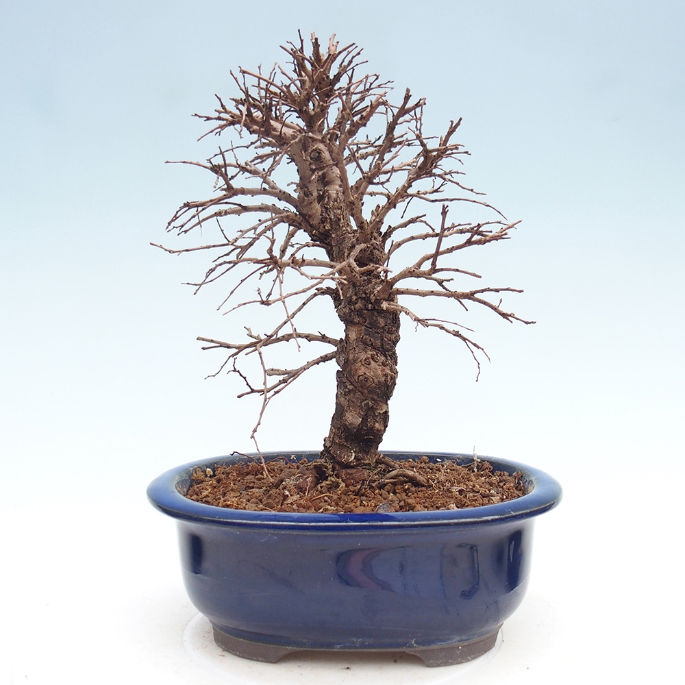 Bonsai da esterno - Zelkova - Zelkova NIRE