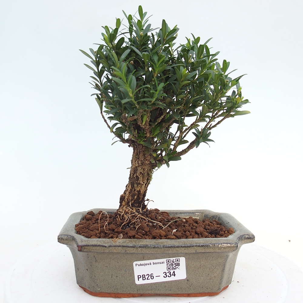 Camera bonsai - Buxus harlandii - buxus da sughero