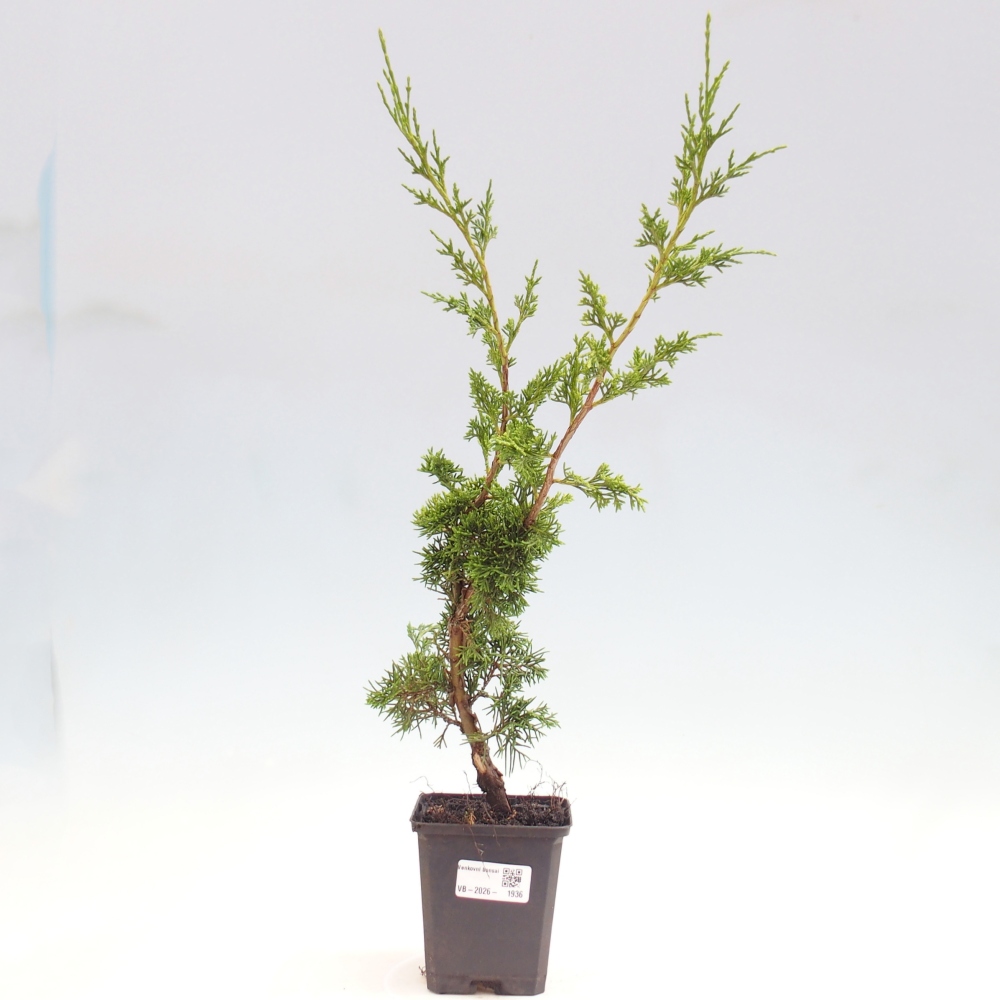 Bonsai da esterno - Juniperus chinensis Itoigawa