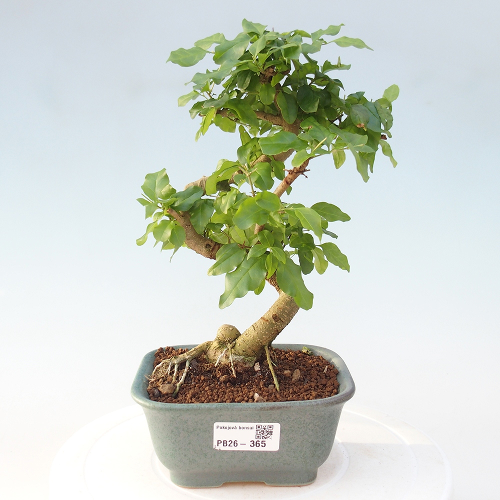 Camera bonsai -Ligustrum chinensis - Becco d'uccello