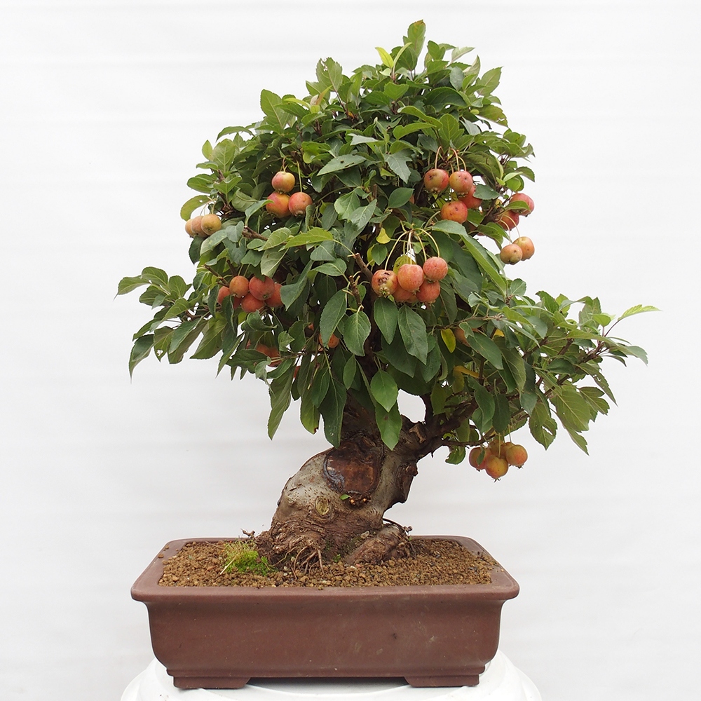 Bonsai da esterno -Malus halliana - Melo a frutto piccolo