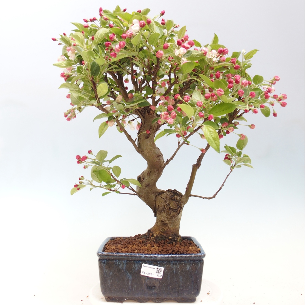 Bonsai da esterno -Malus halliana - Melo a frutto piccolo