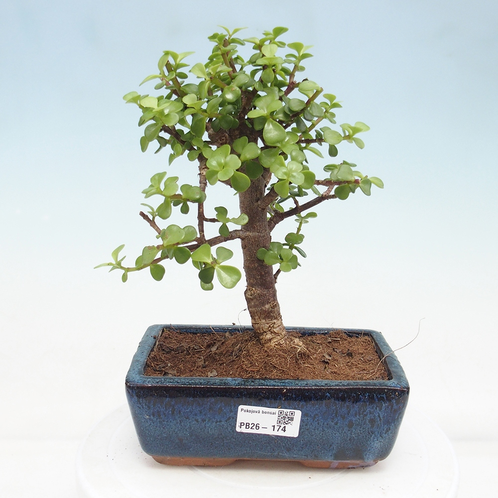 Camera bonsai - Portulakaria Afra - Tlustice
