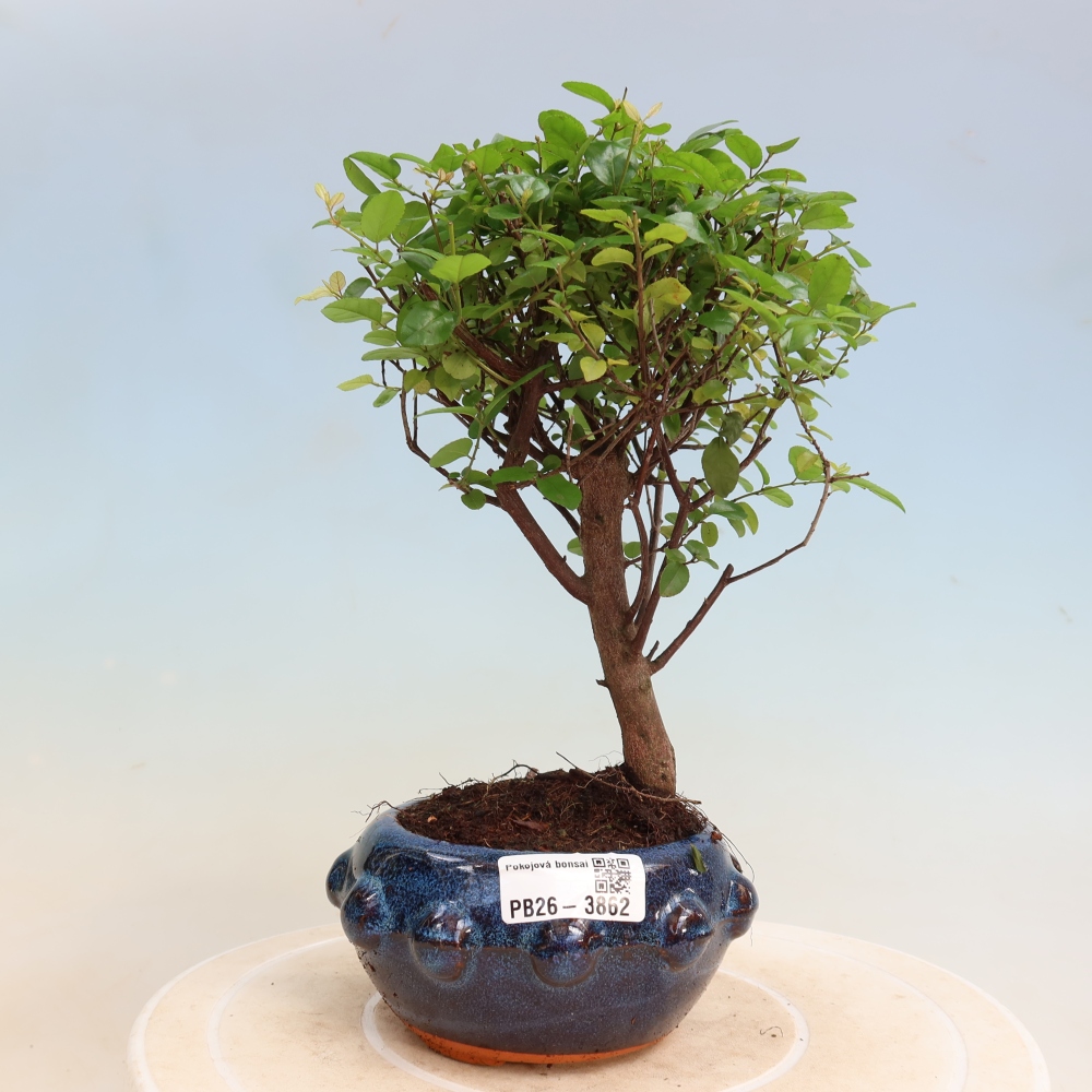 Camera bonsai - Sageretia thea - Sageretia thea