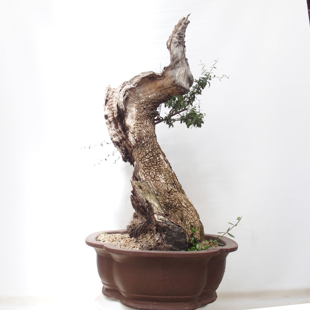 Bonsai da interno - Olea europaea sylvestris