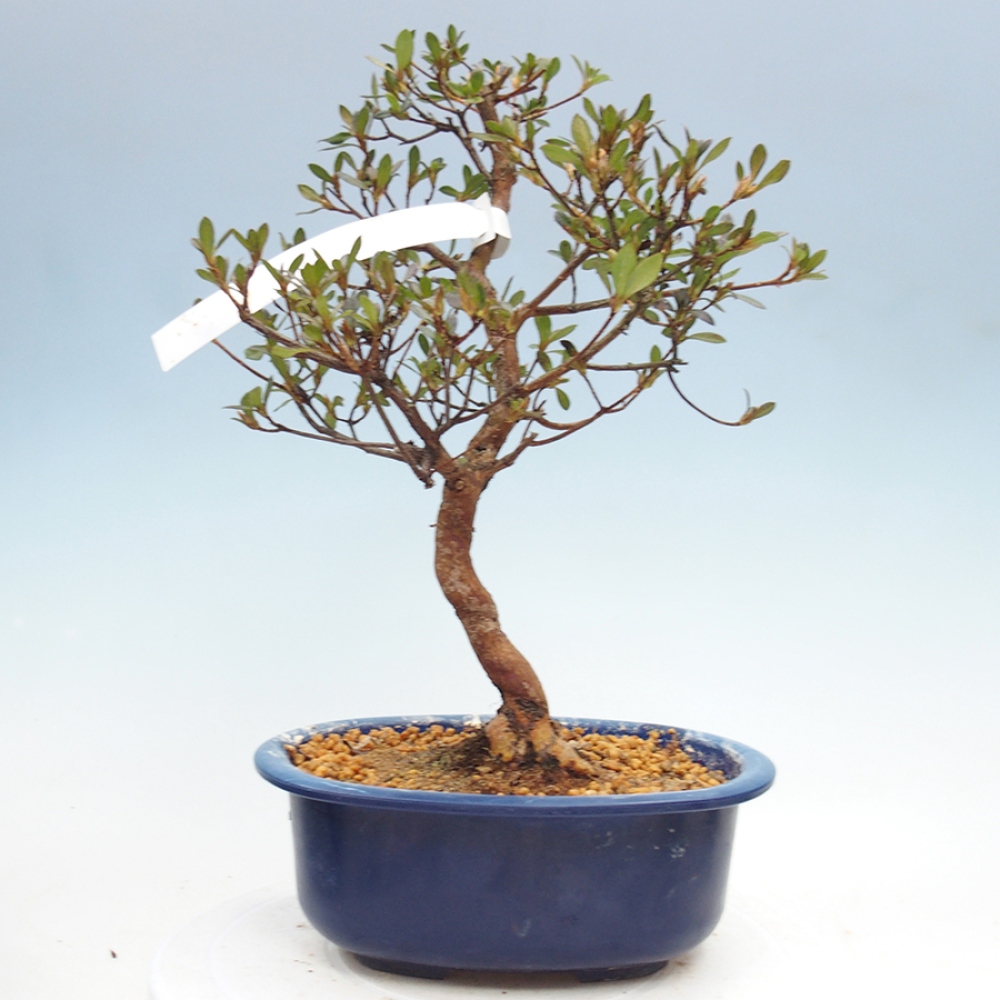 Bonsai da esterno - Azalea giapponese - Azalea Mio