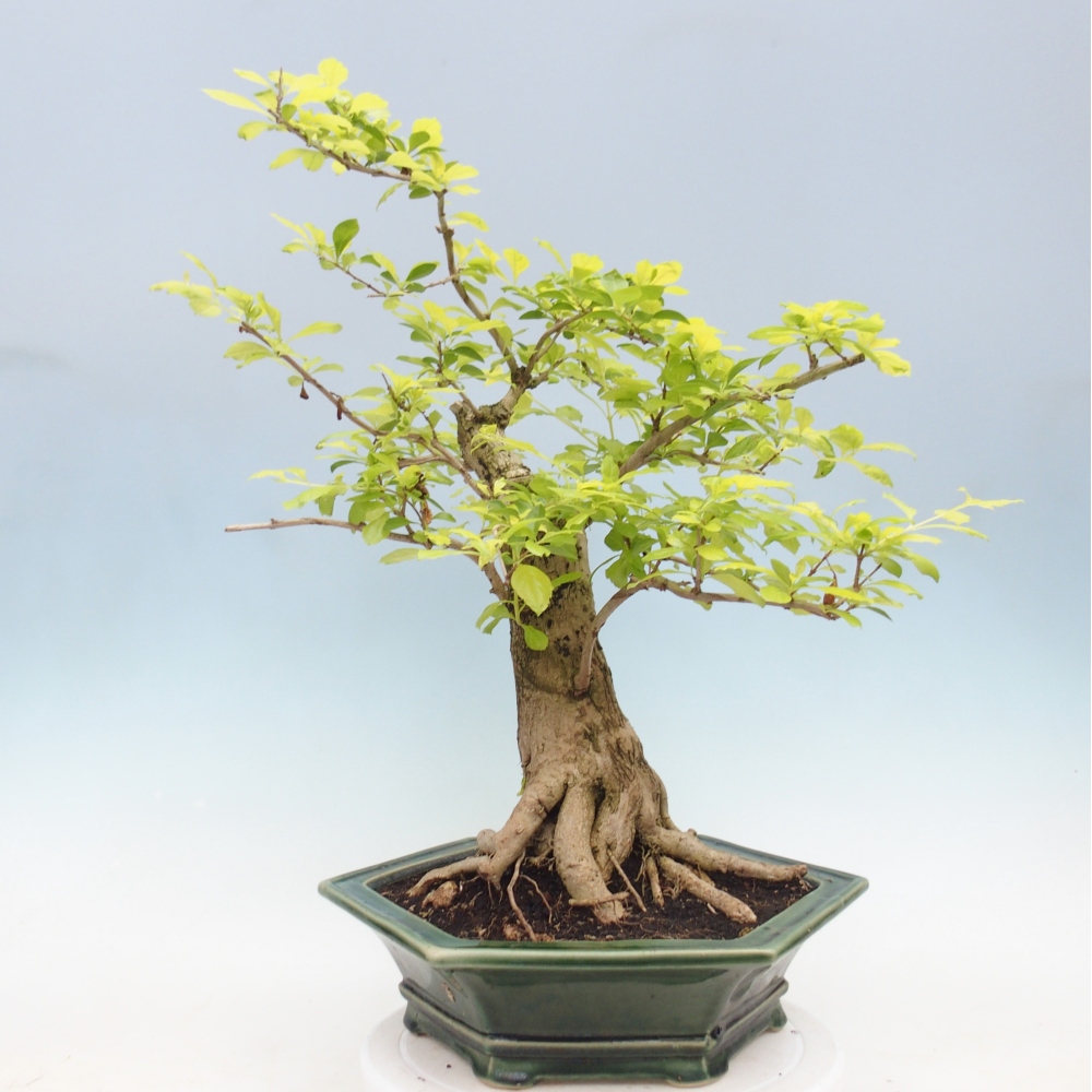 Camera bonsai - Duranta erecta Aurea