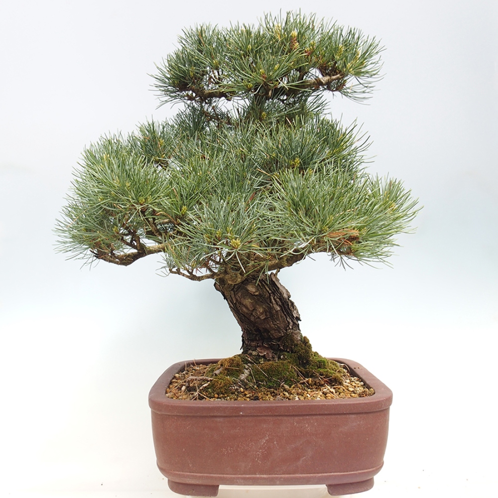 Bonsai da esterno - Pinus parviflora - Pinus parviflora