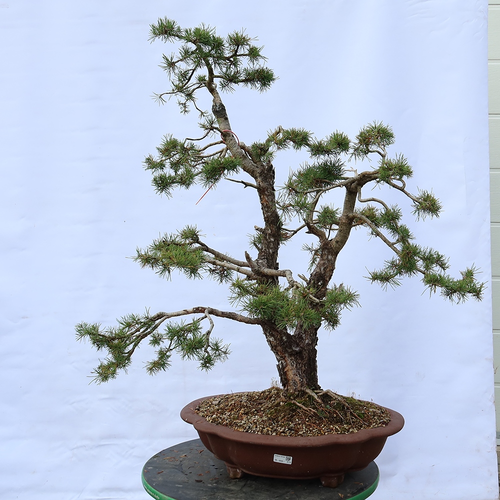 Pinus sylvestris Spagna - pino silvestre