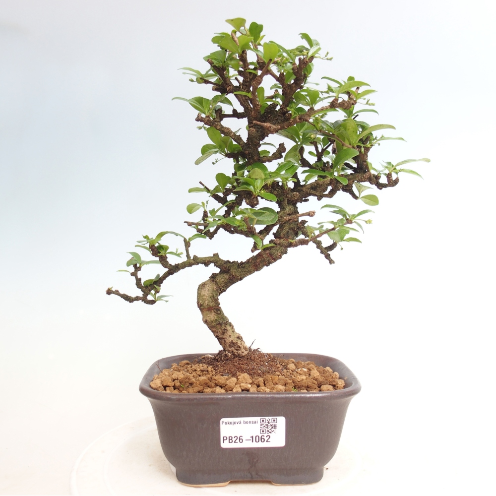 Camera bonsai - Carmona macrophylla - Tea fuki