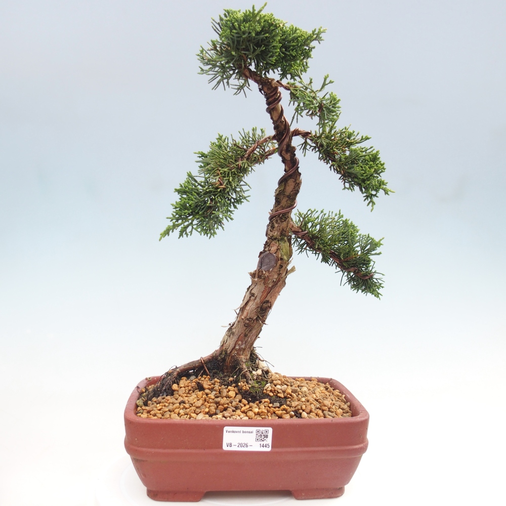 Bonsai da esterno - Juniperus chinensis Kishu