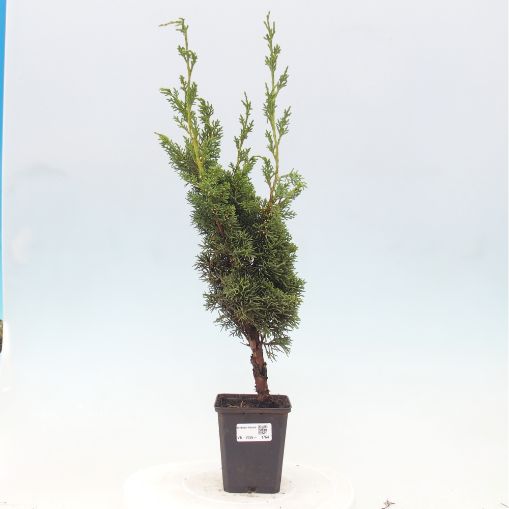 Bonsai da esterno - Juniperus chinensis Kishu