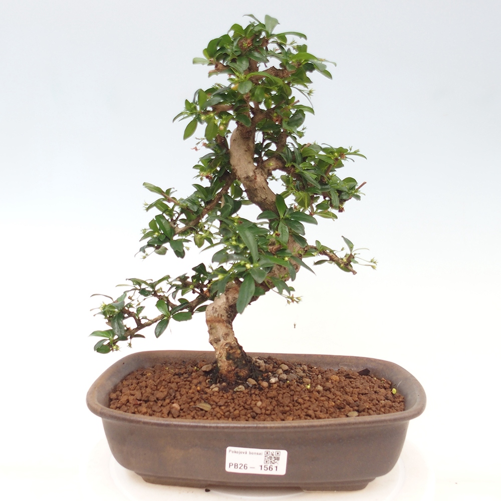 Camera bonsai - Carmona macrophylla - Tea fuki