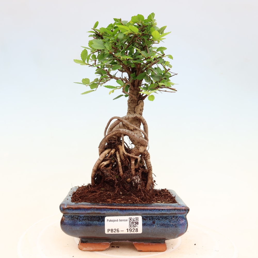 Camera bonsai - Ulmus parvifolia - Olmo a foglie piccole