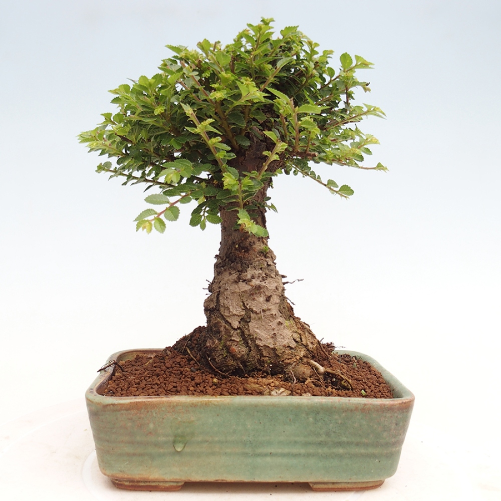 Bonsai da esterno - Ulmus parvifolia Hokkaido - Olmo cinese