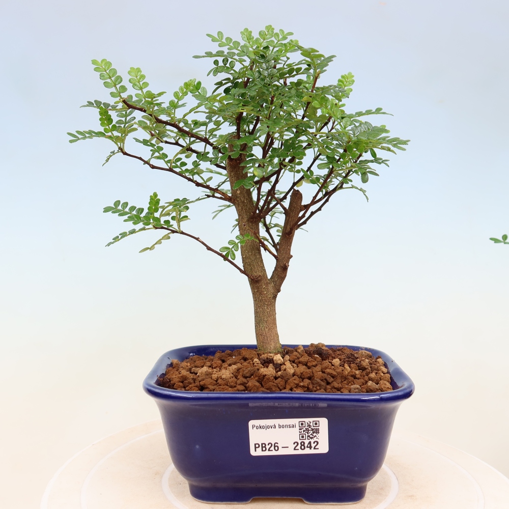 Camera bonsai - Zantoxylum piperitum - albero del pepe