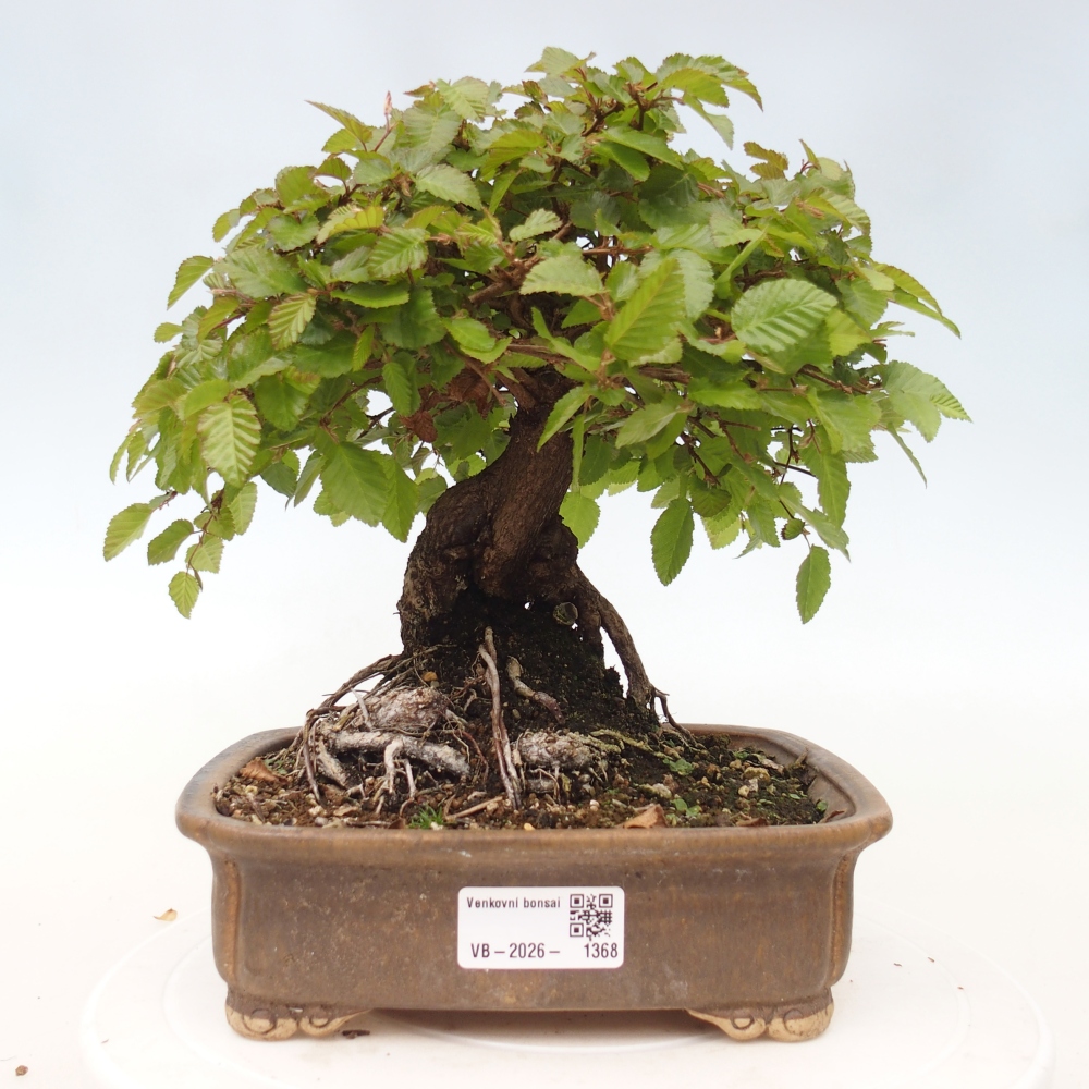 Bonsai da esterno -Carpinus CARPINOIDES - Carpino coreano